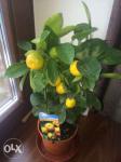 Цитрусовые комнатные растения: лимон, мандарин,кумкват, Голландия.